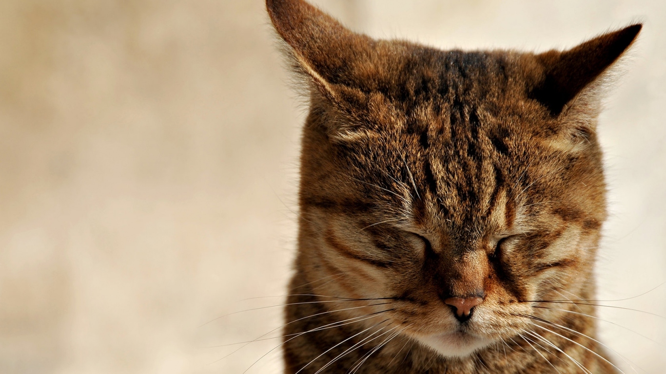 Зажмурившийся кот