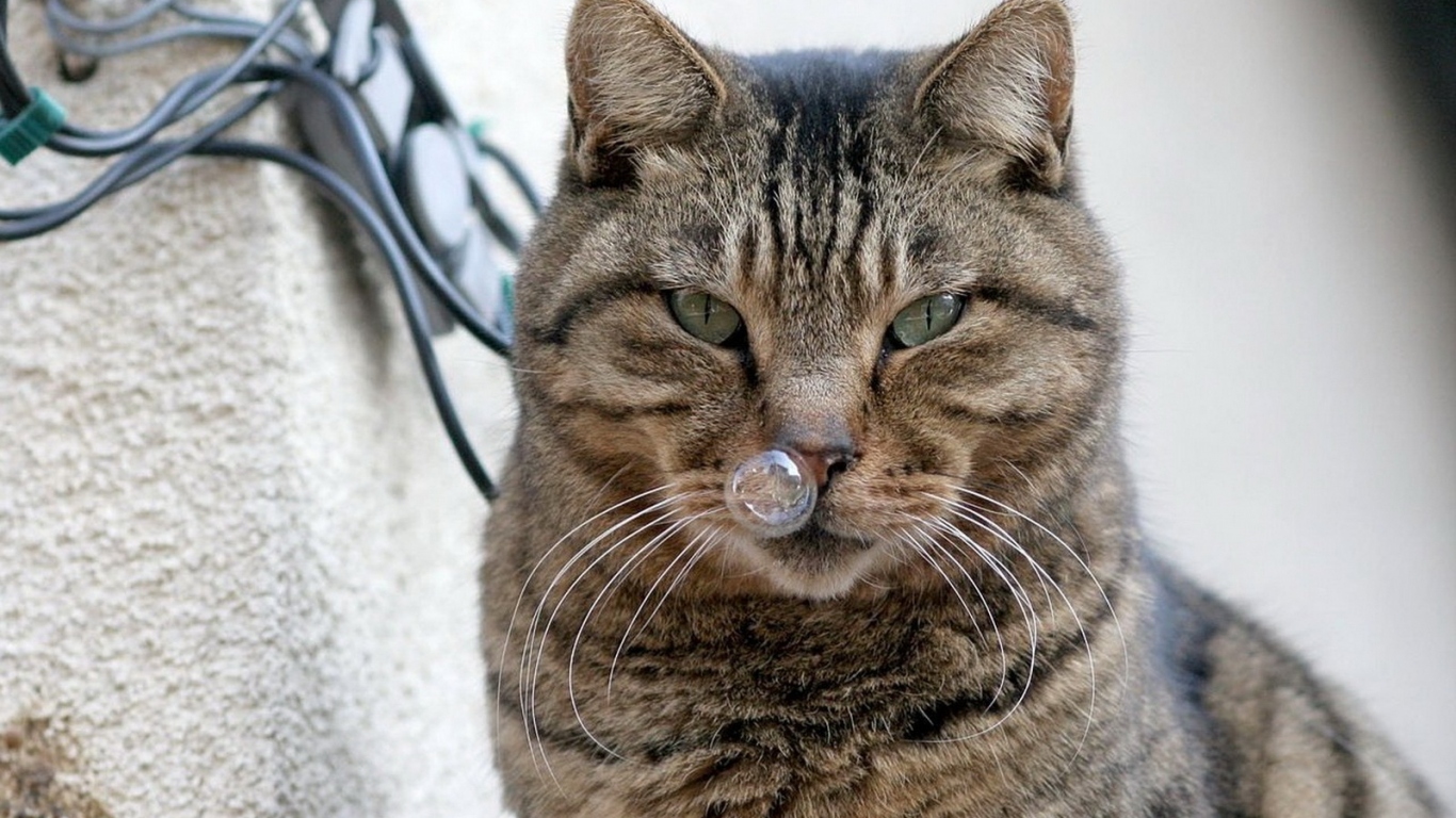 Кот и пузырь