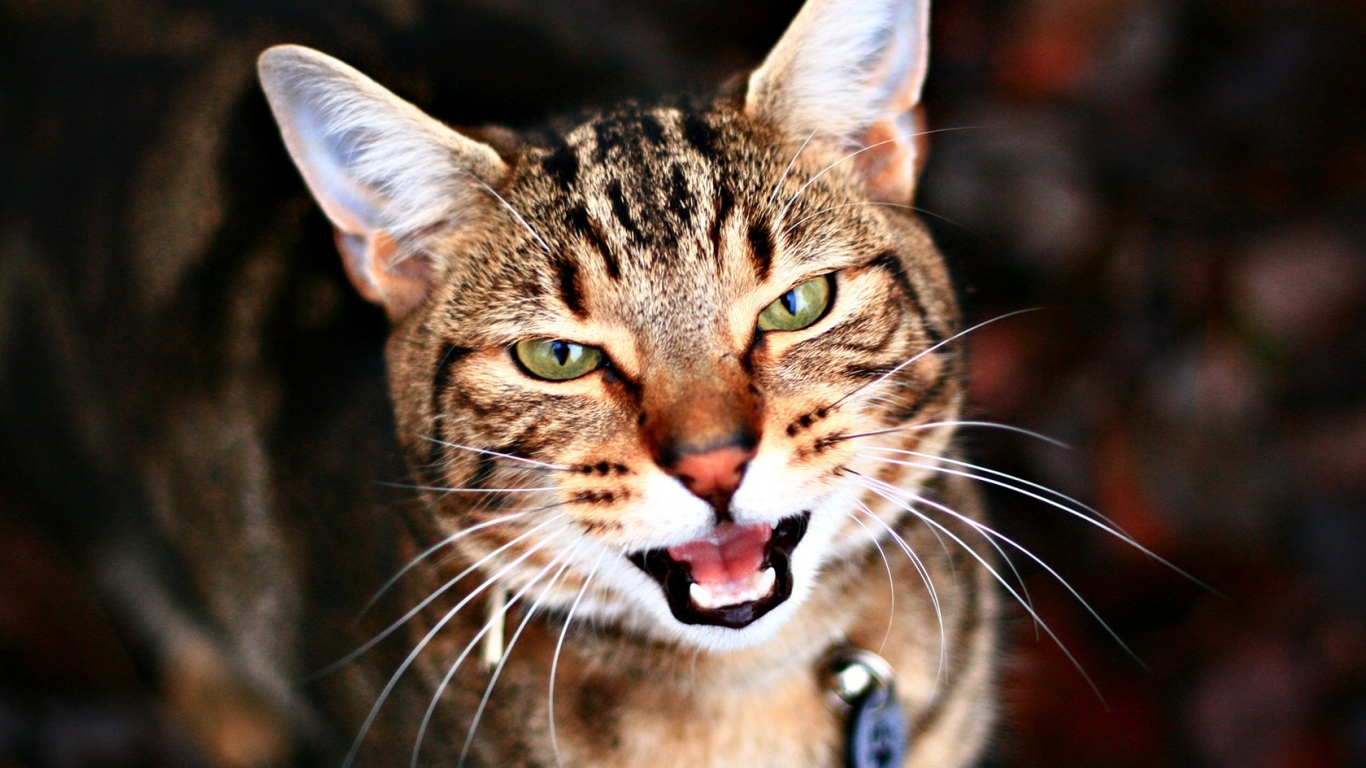 Кариглазый кот