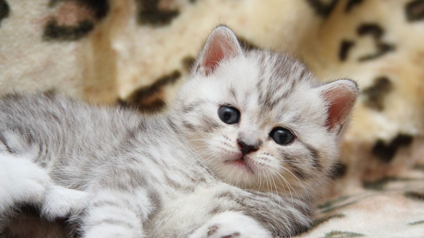 Пушистый котенок