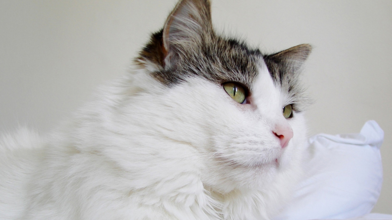 Пушистый кот