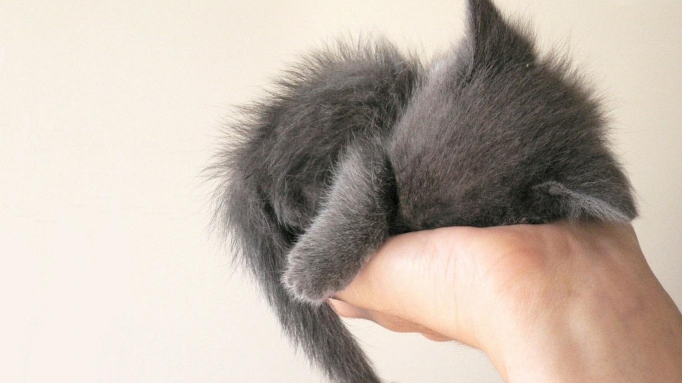 Серый котенок