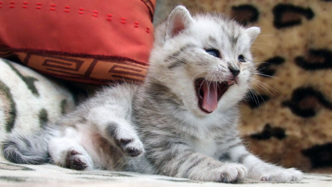 Маленький котенок