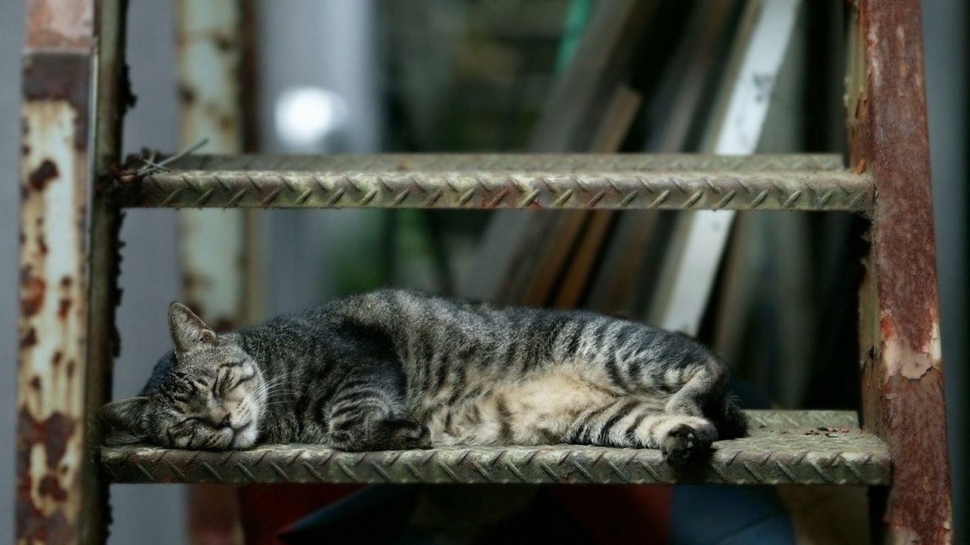 Спящая кошка