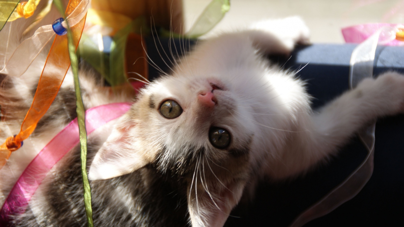 Маленькая киса