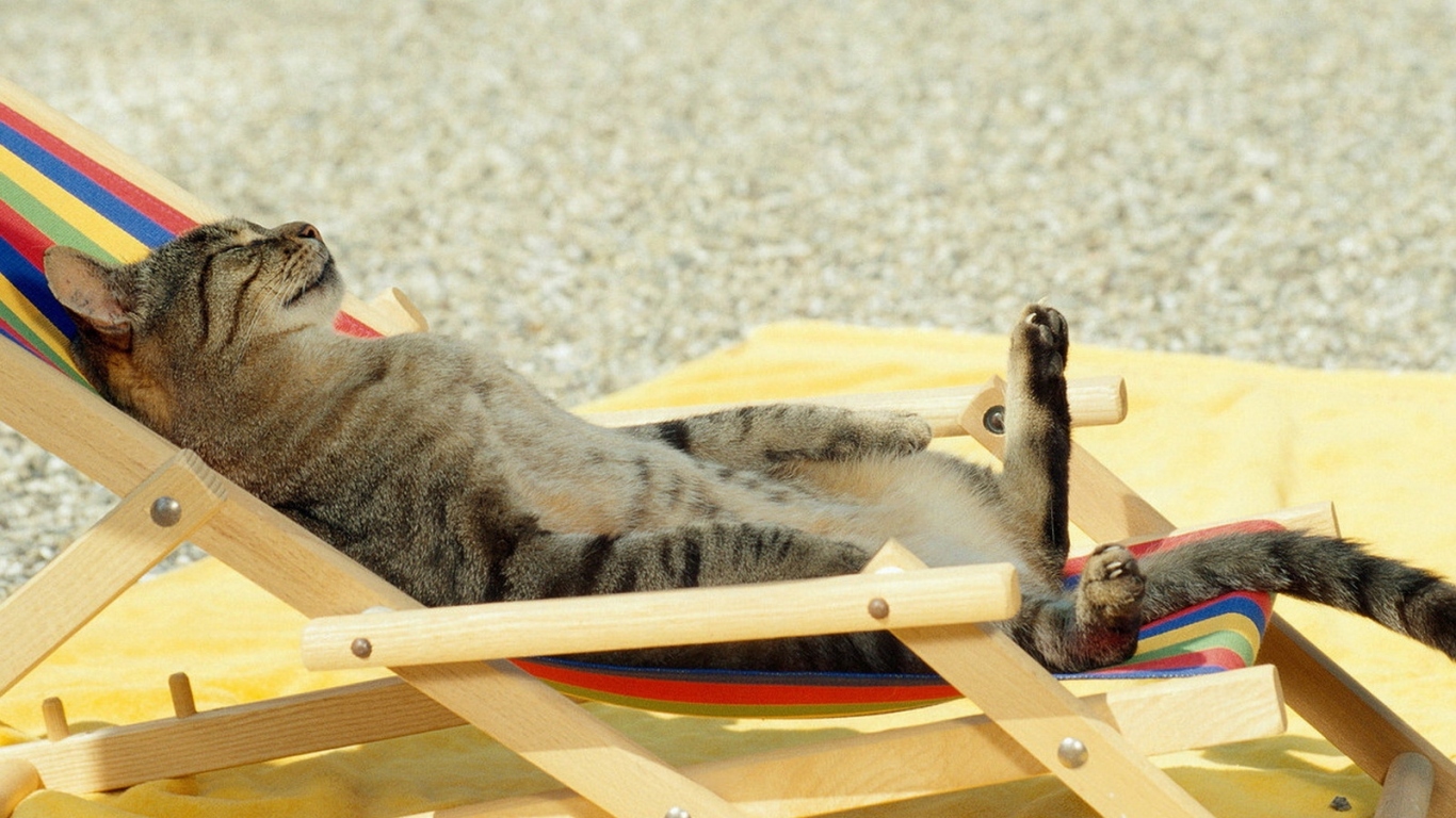 Загорающий кот