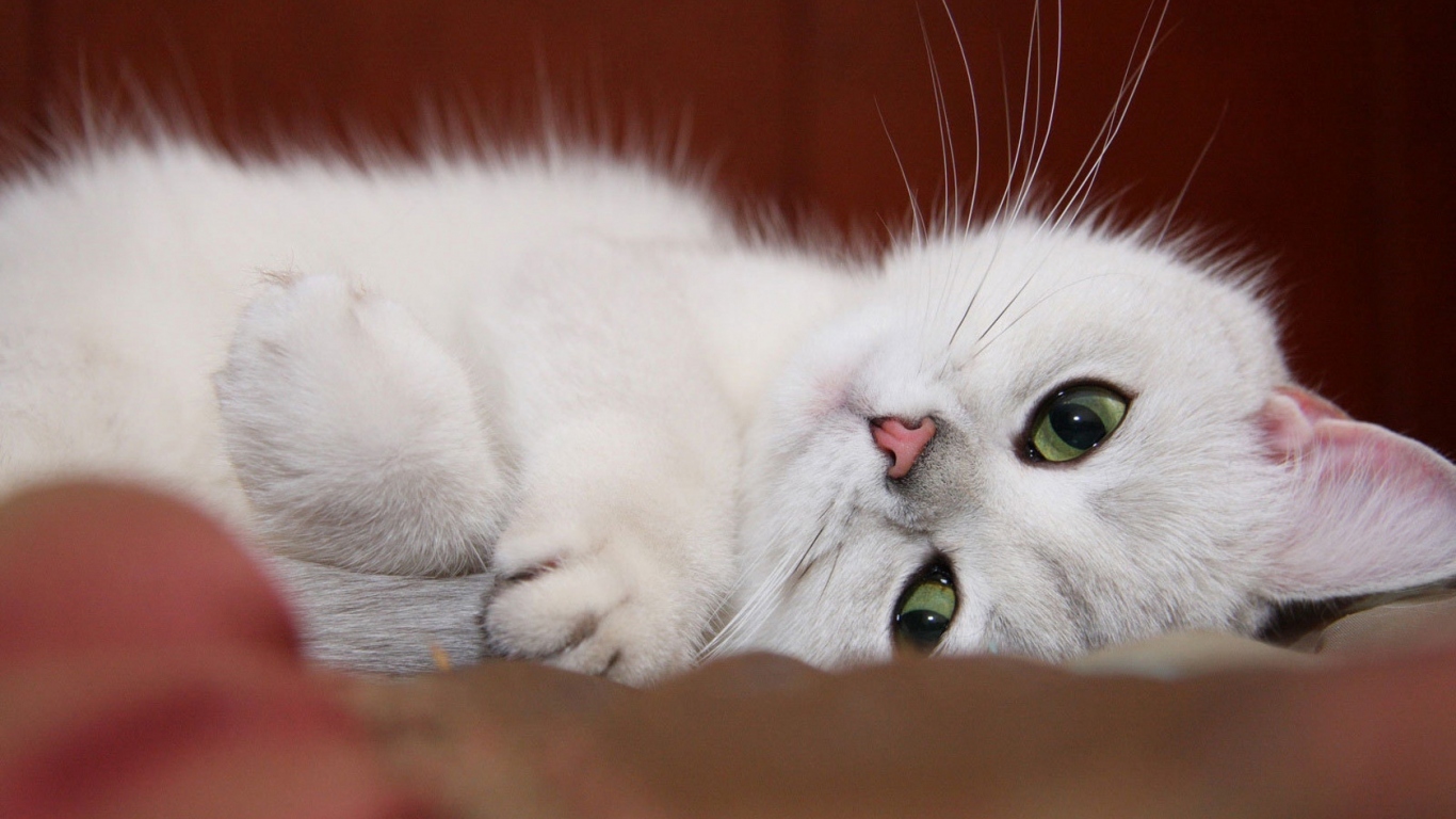 Белый котенок