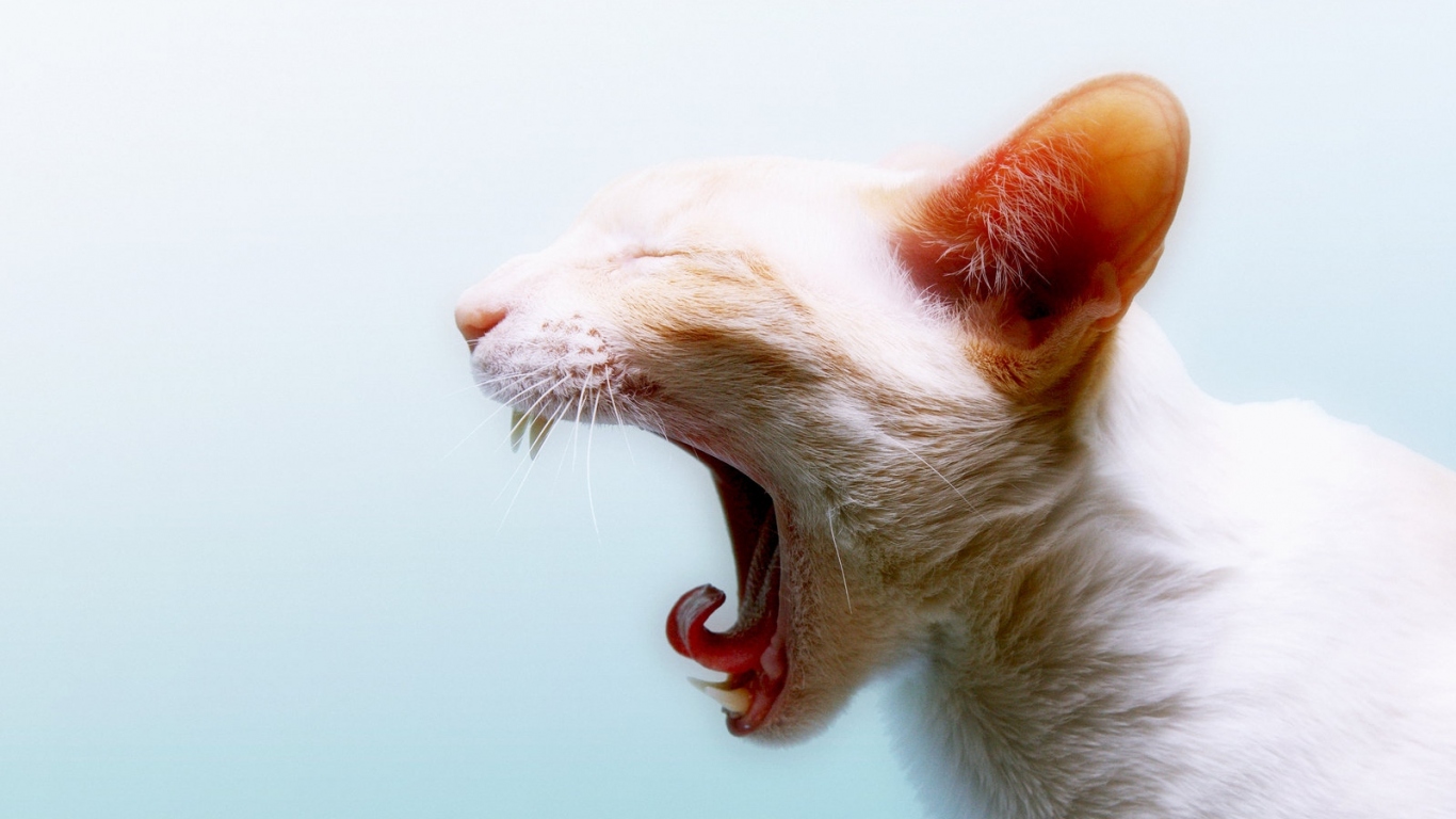 Зевающая кошка