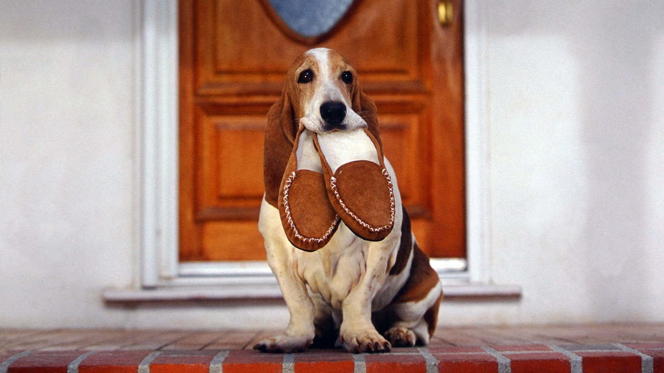 Бассет-хаунд и тапочки