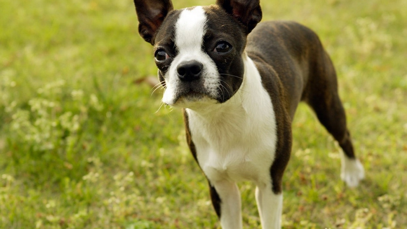 Бостонский терьер