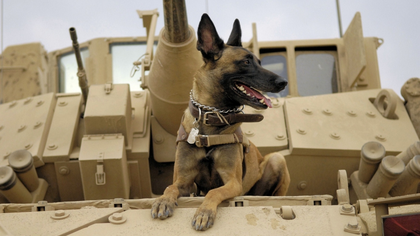 Собака на войне