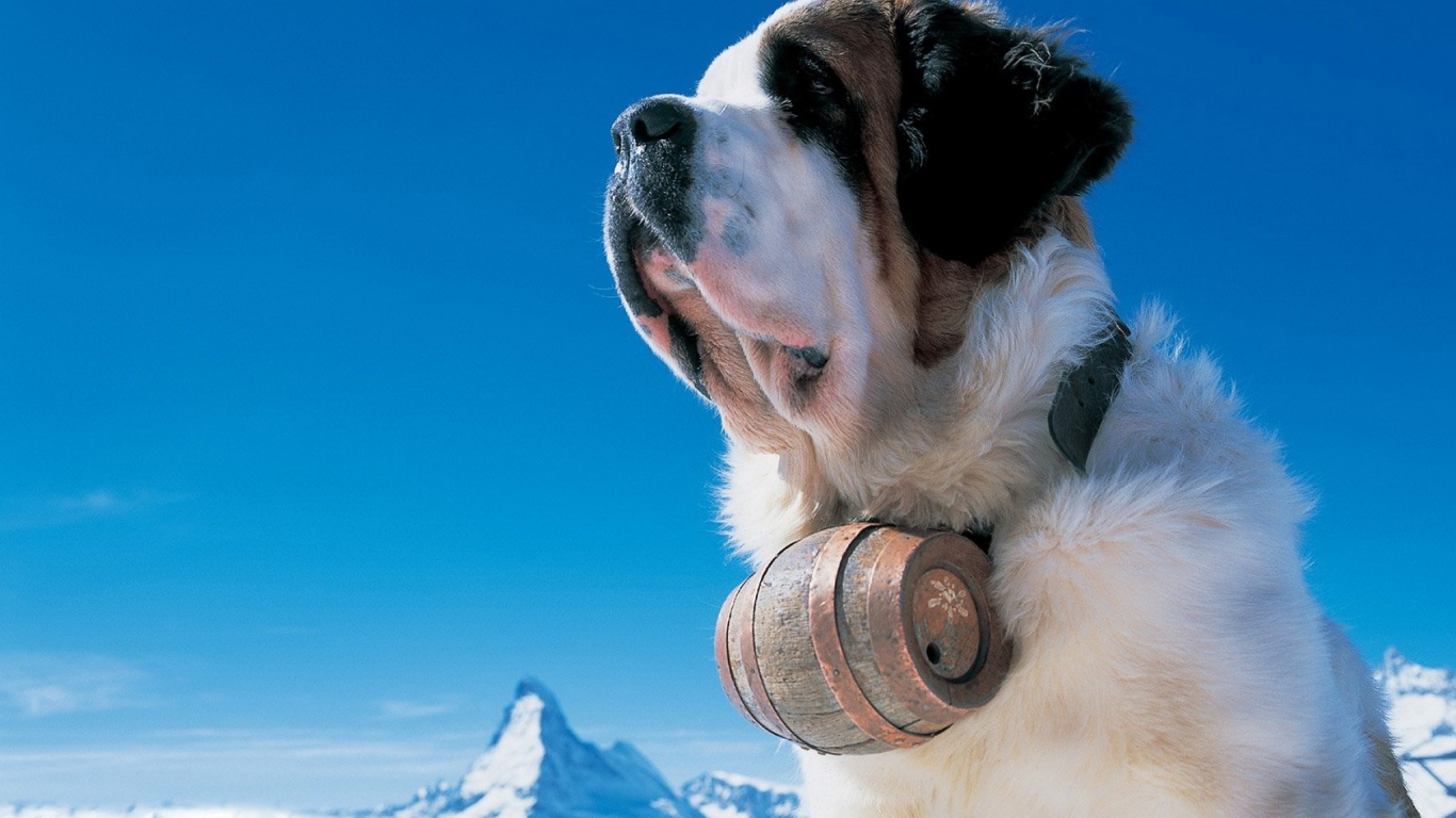 Пес на прогулке