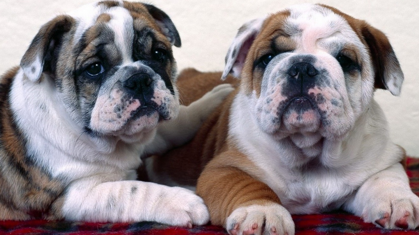 Английский бульдог