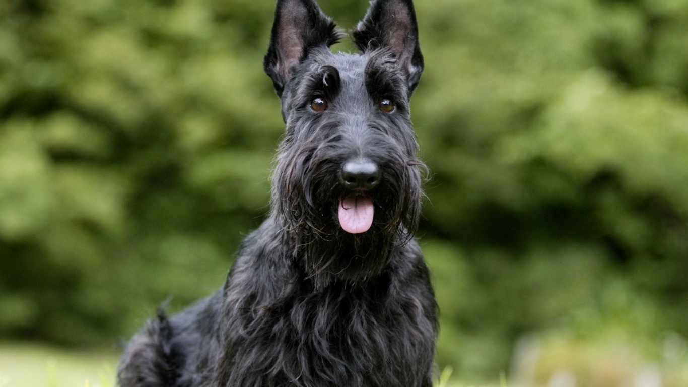 Скотч-терьер