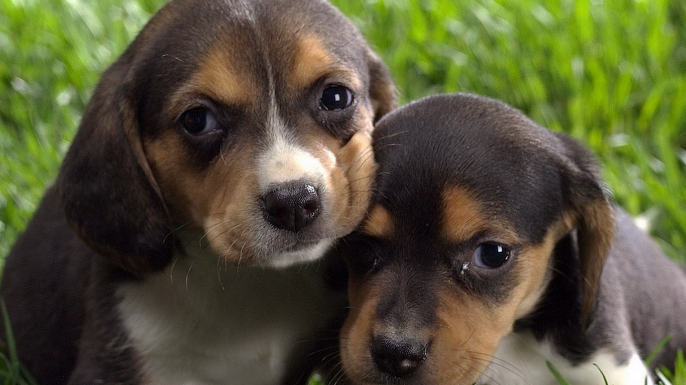 Маленькие бигли