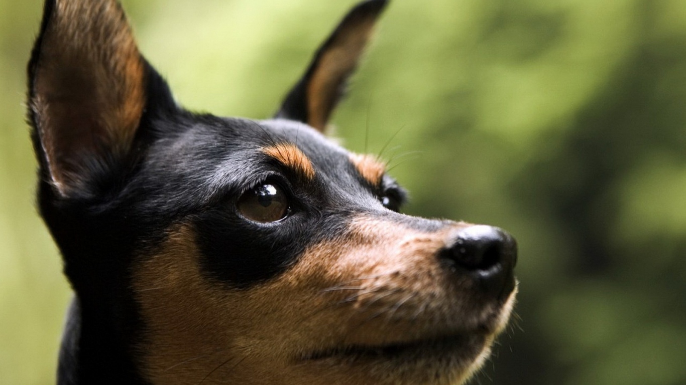 Маленький пинчер