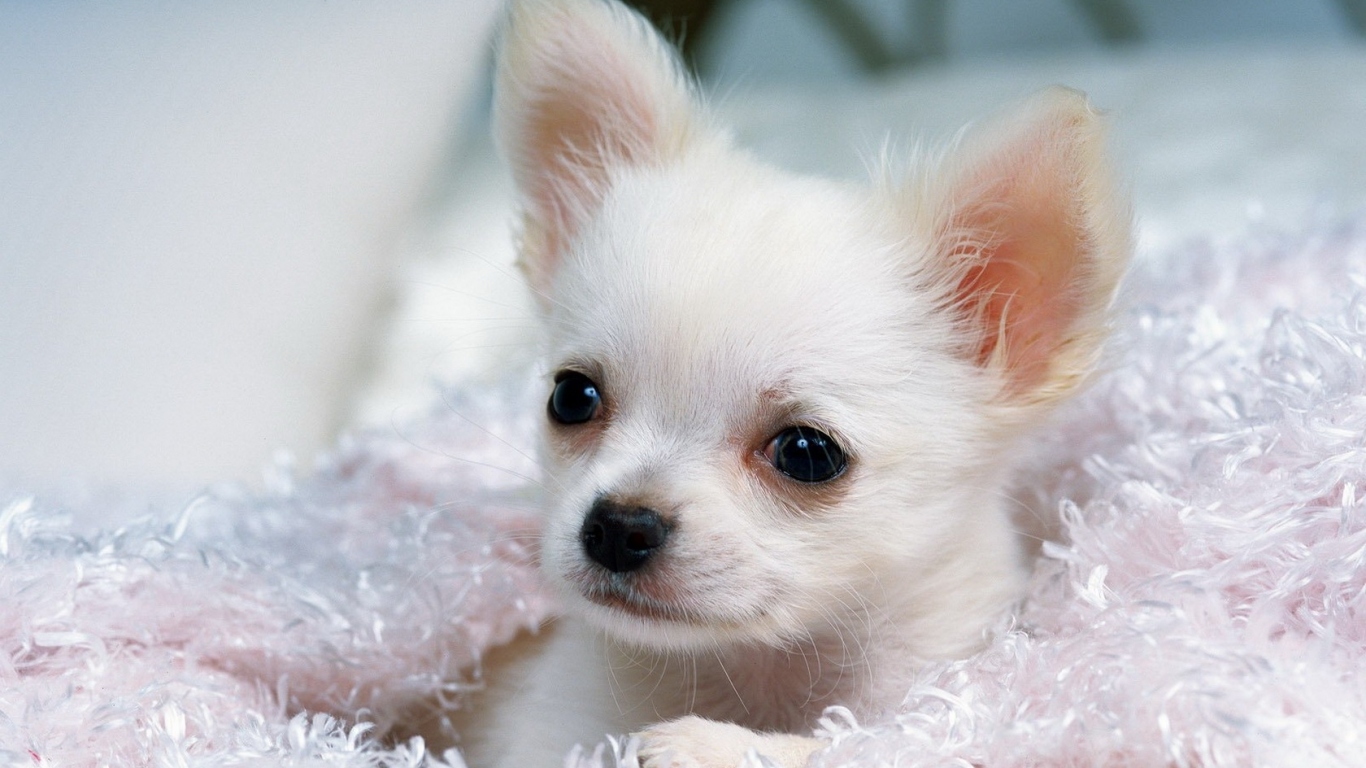 Белый Чихуа-хуа