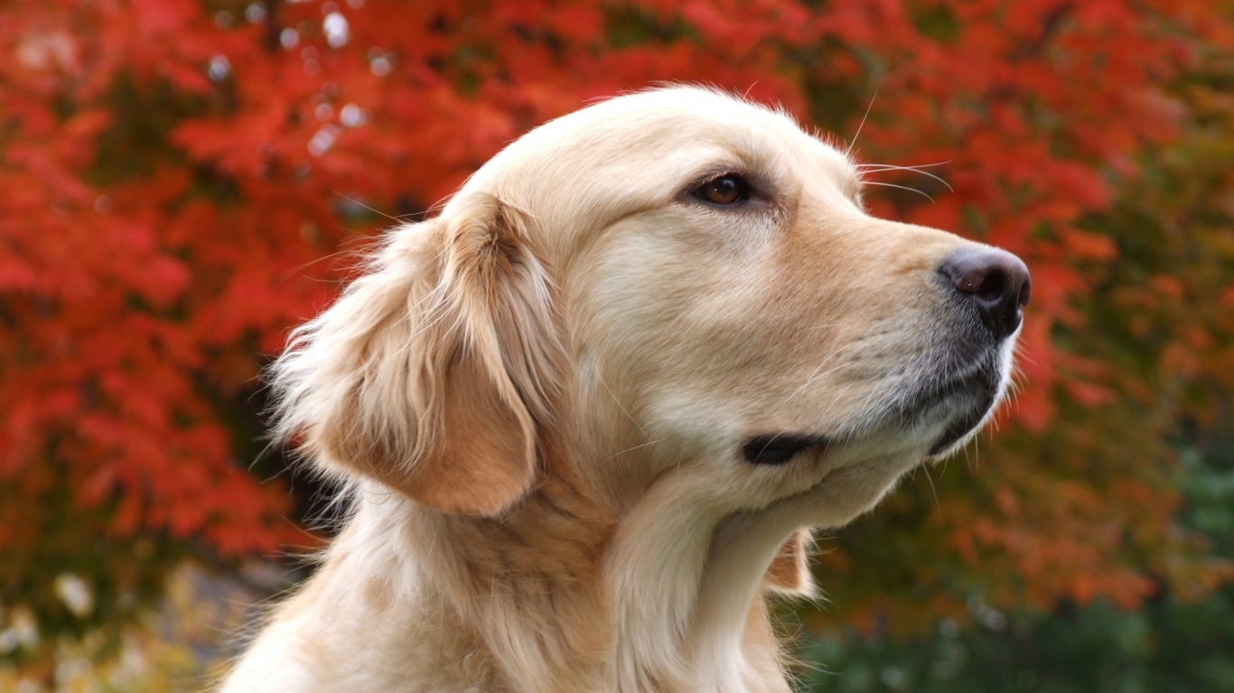 Красивый псэ собака