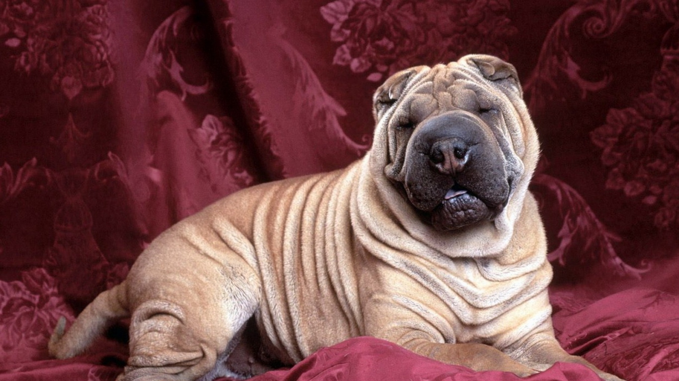 задремавший Шарпей