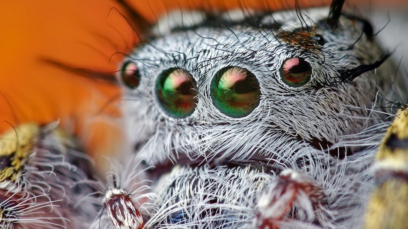 Паучьи глазки