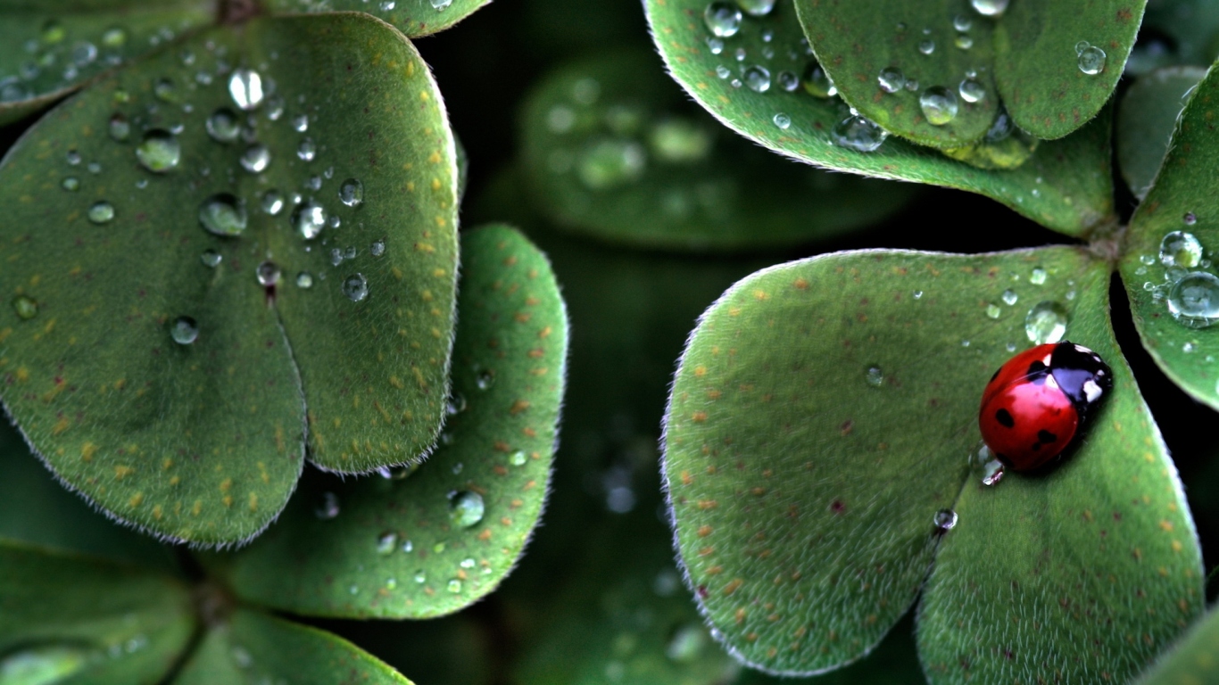 Божья коровка на листе