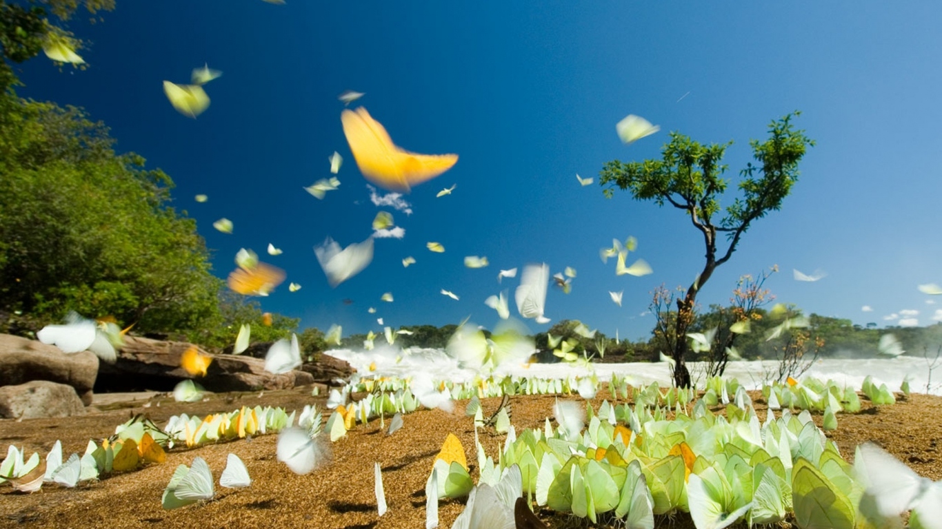 Летние бабочки