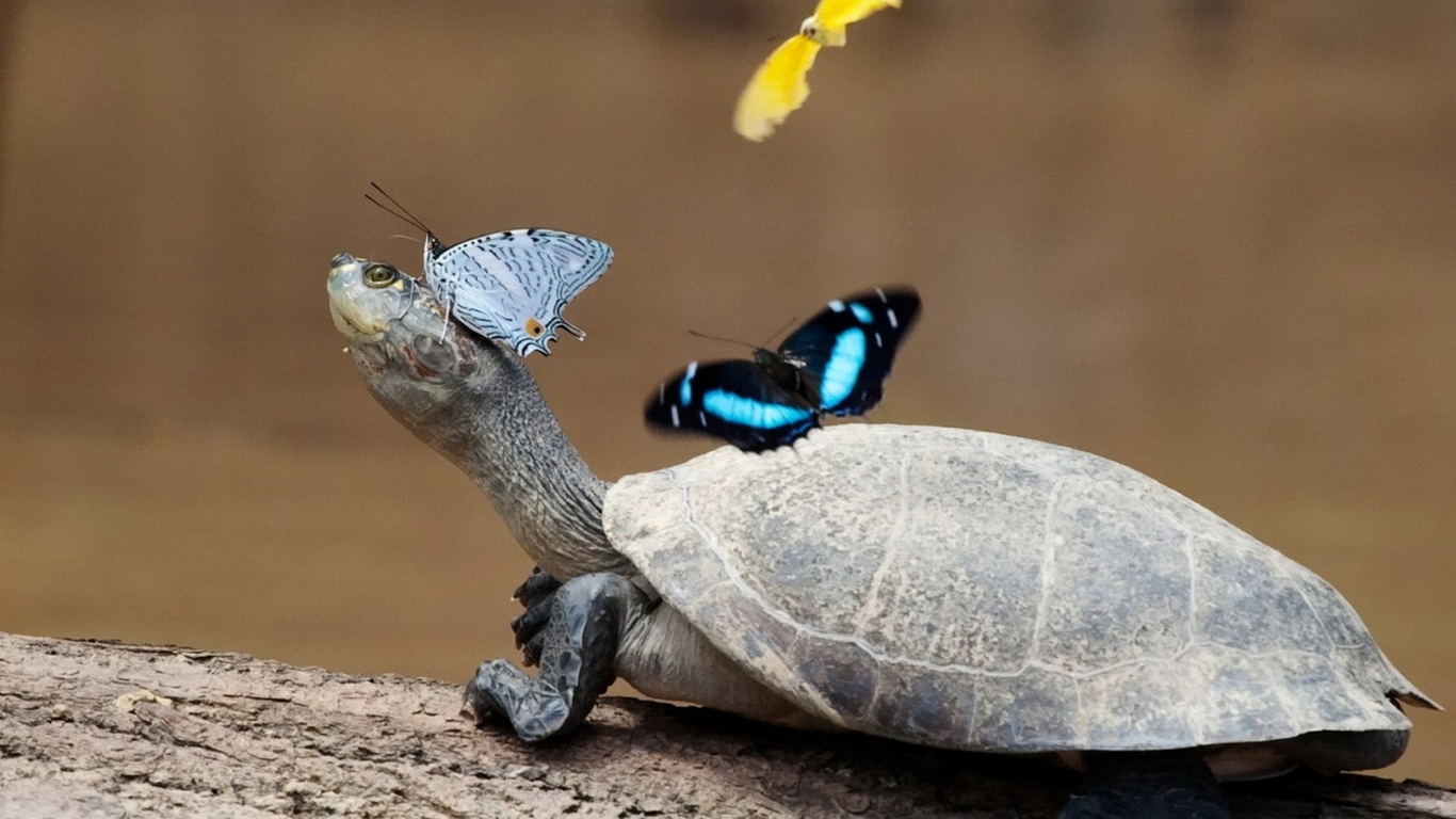 Черепаха и бабочки