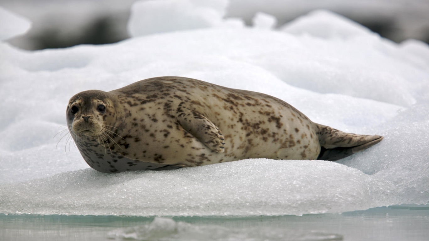 Обыкновенный тюлень