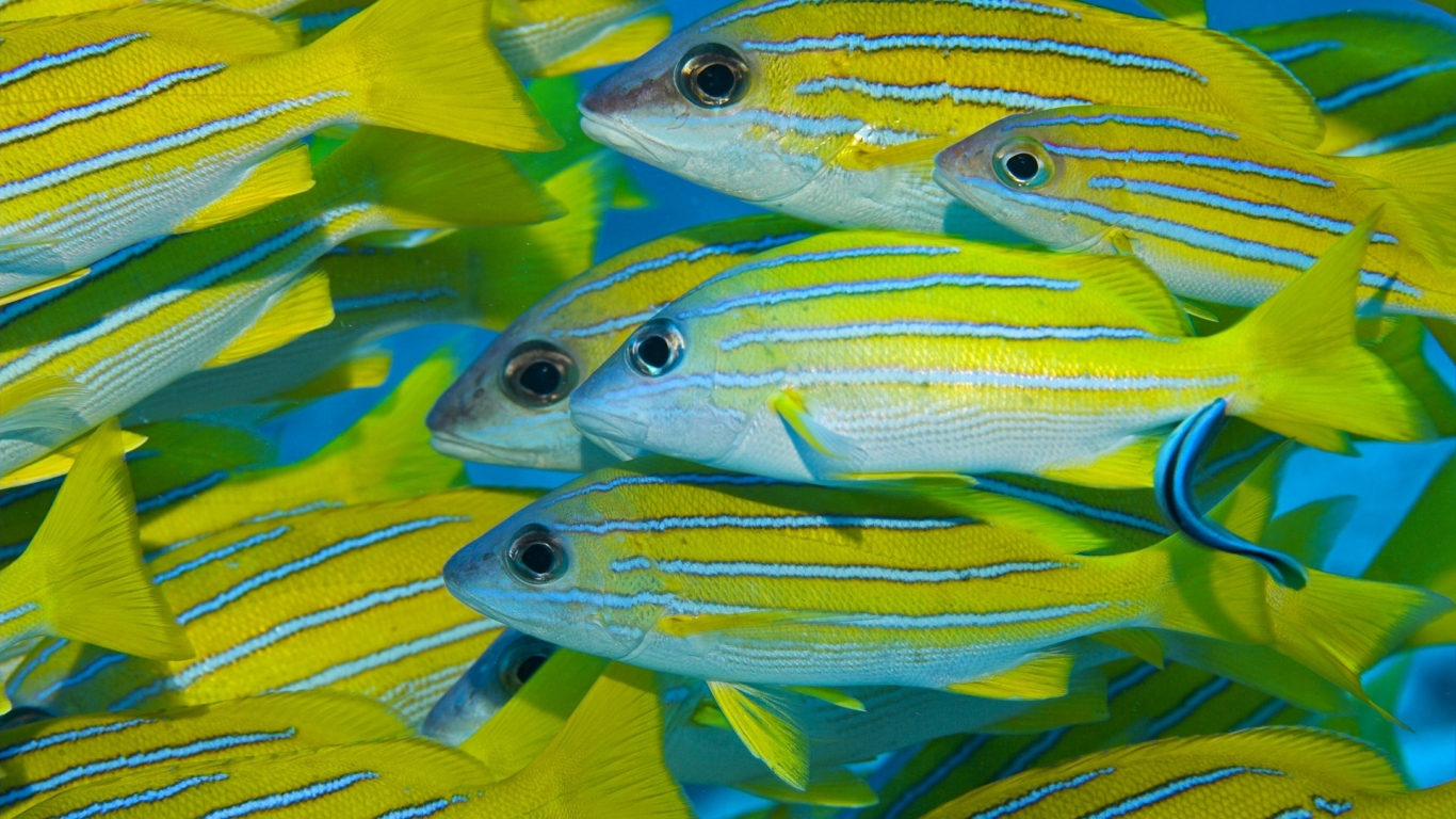 Коралловые рыбки