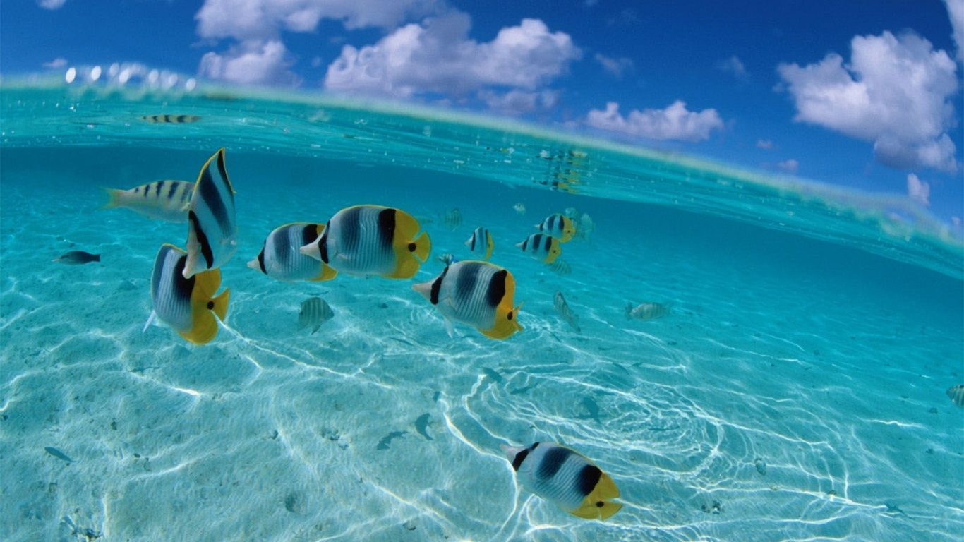 Рыбки у берега