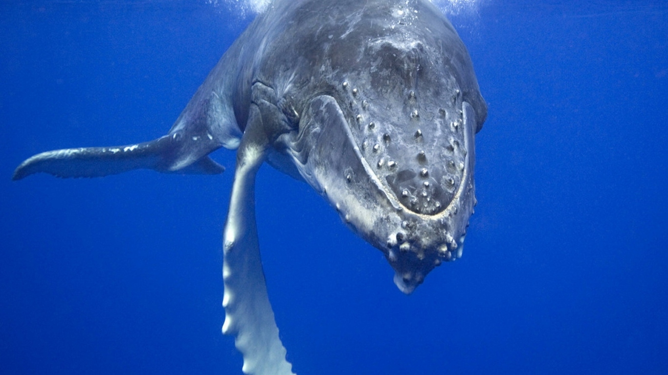 Плывущий кит