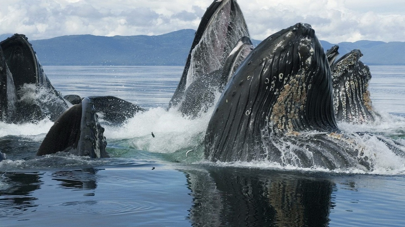 Горбатые киты