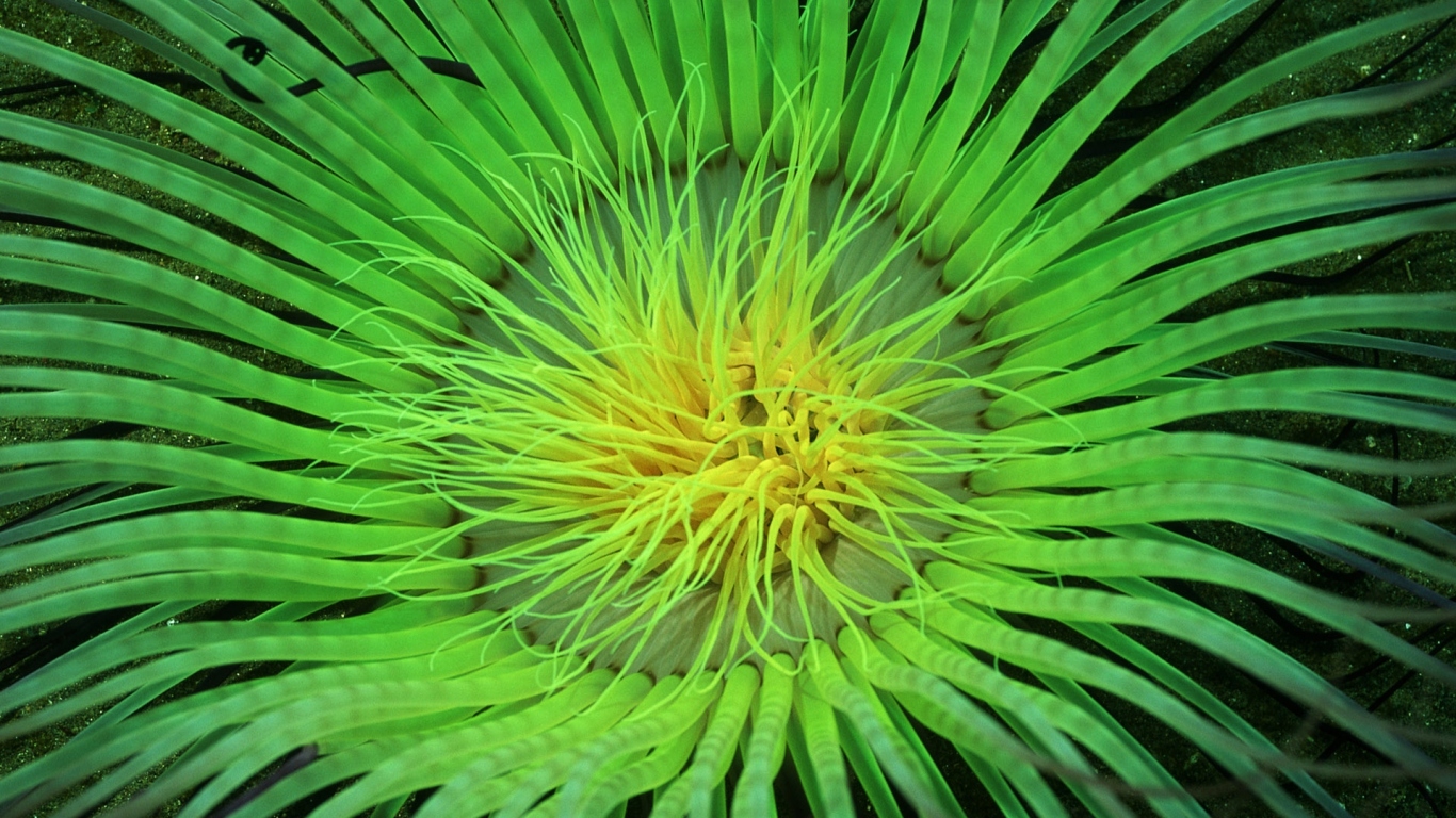 Морское растение