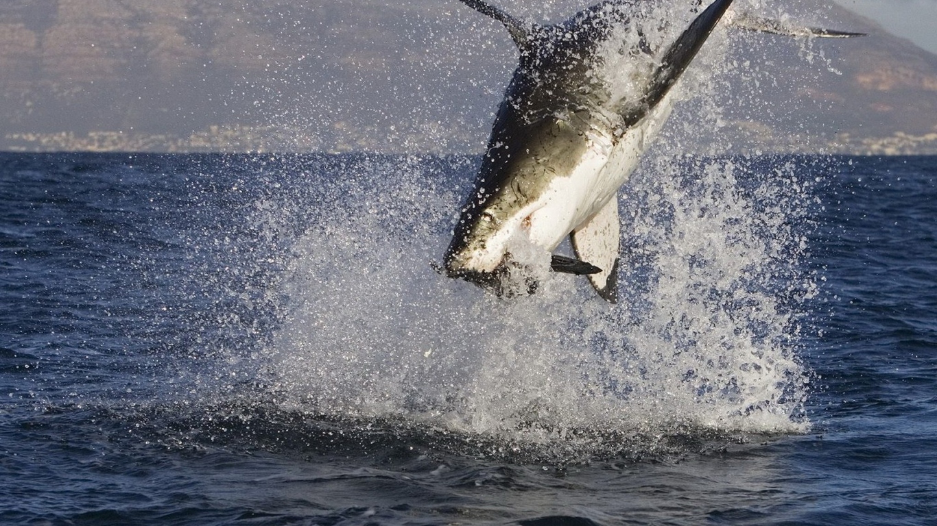 Акула в нападении