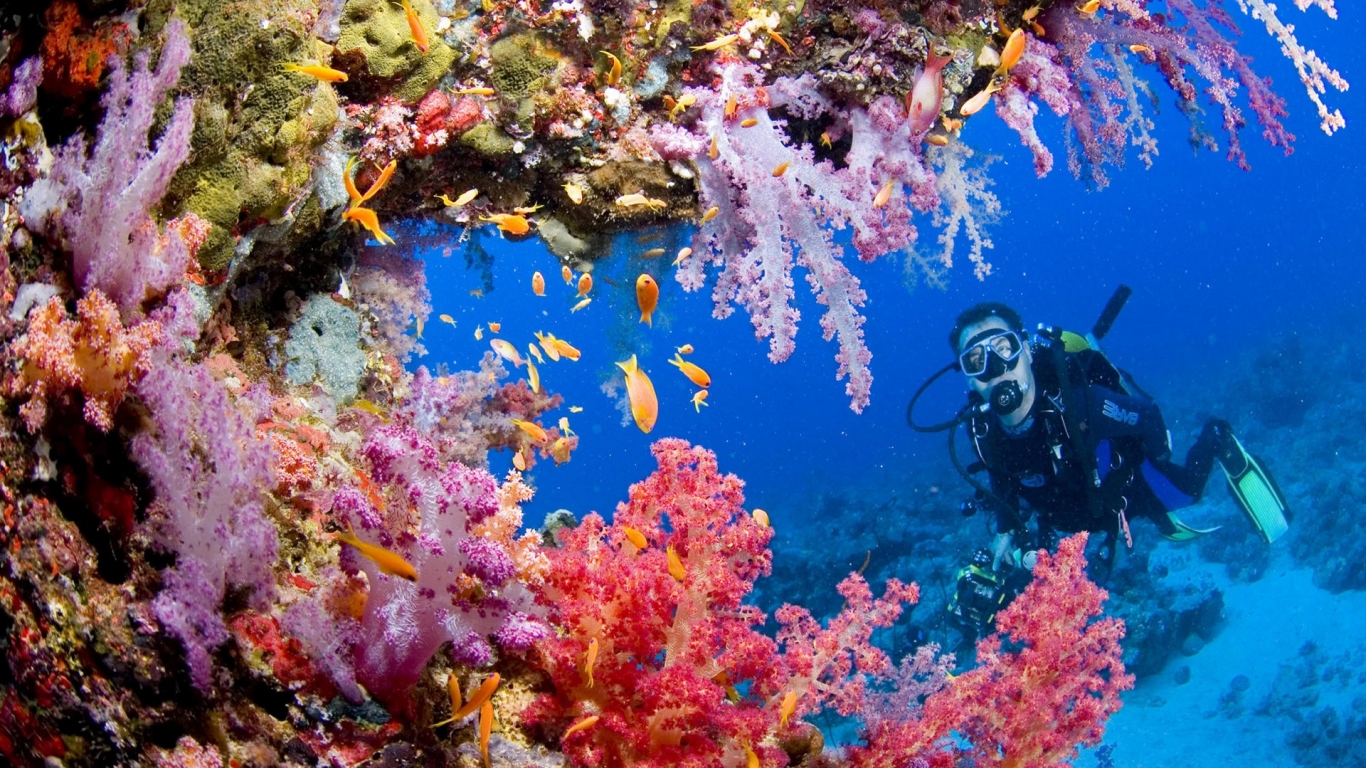 Красота подводного мира