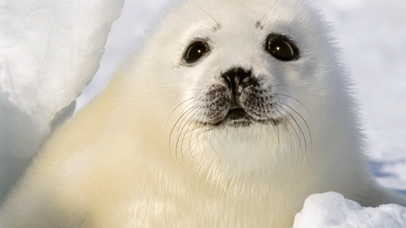 Малыш тюлень