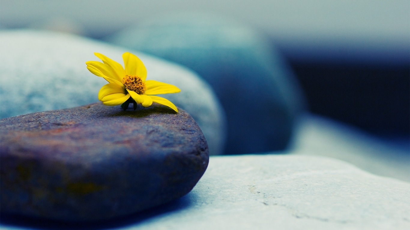Камни и цветок