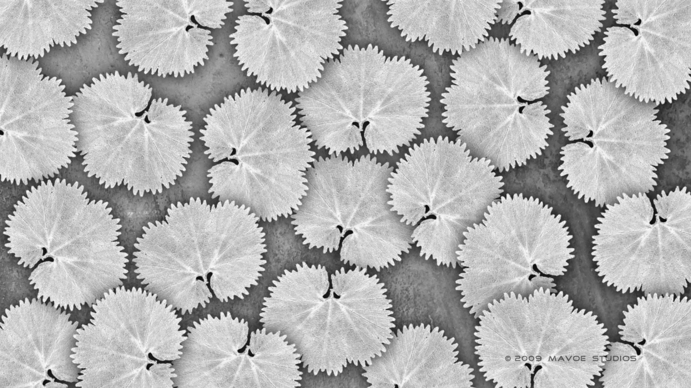 Белые листья