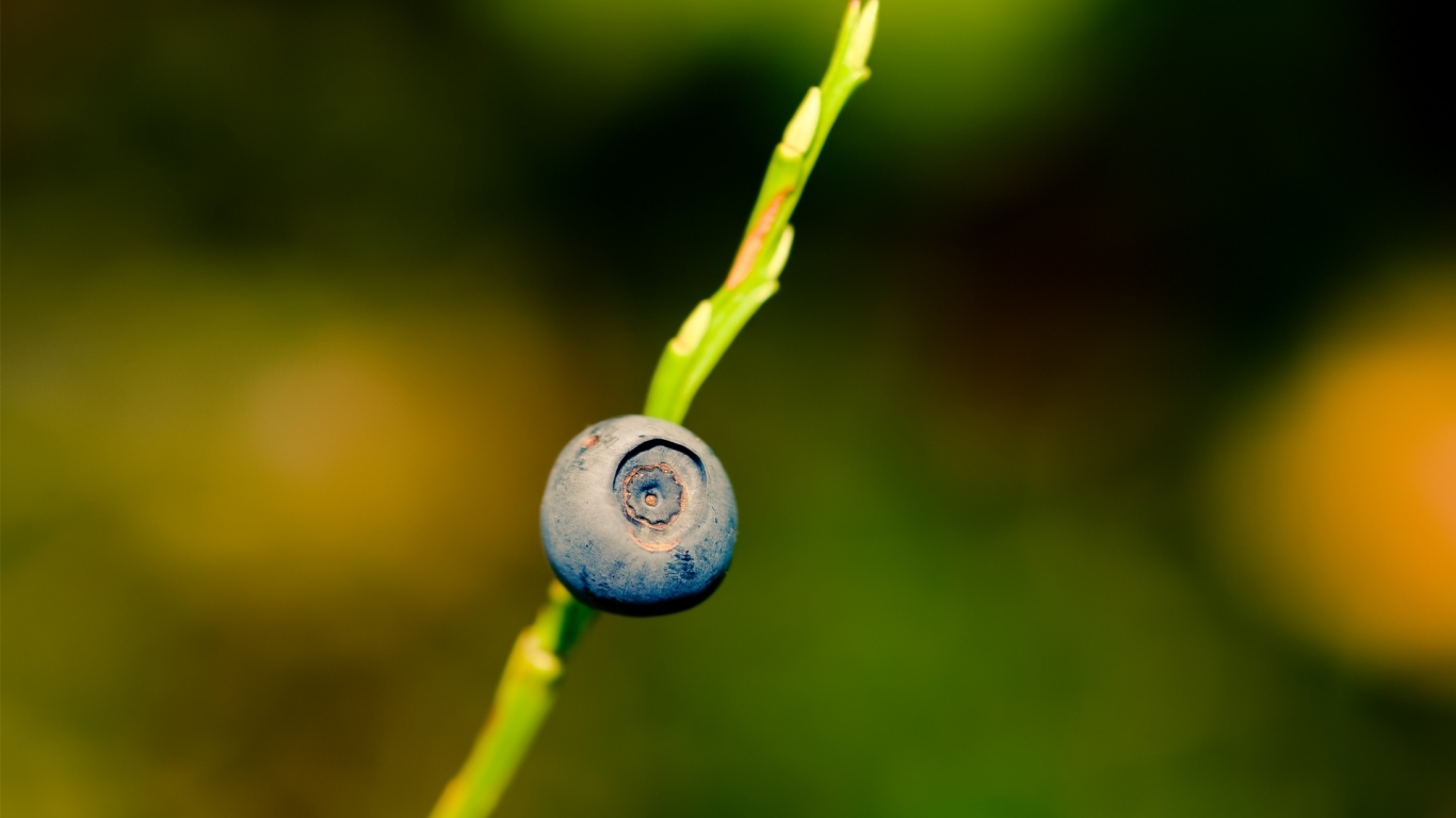 Ягода черника