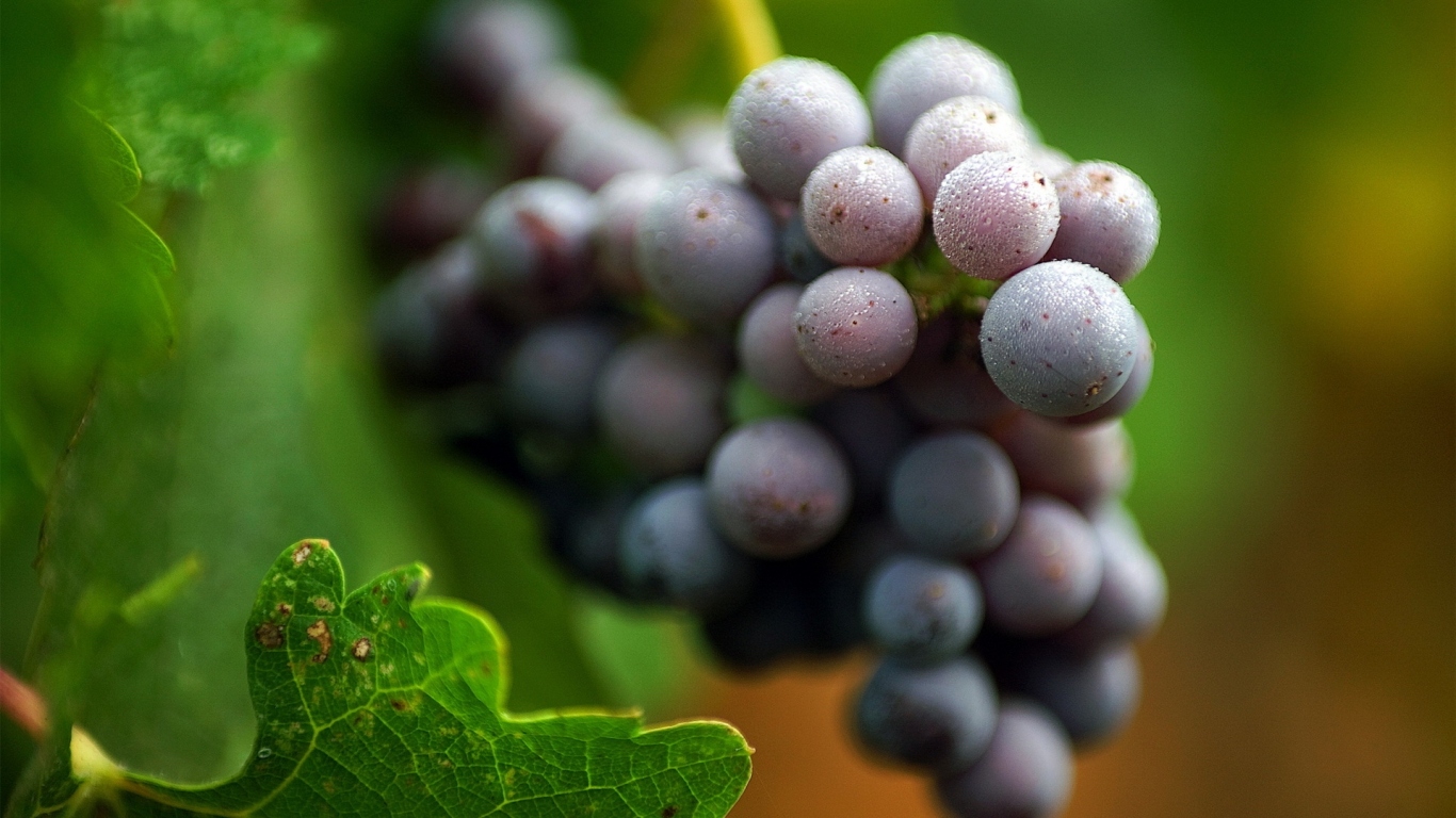 Виноградная лоза