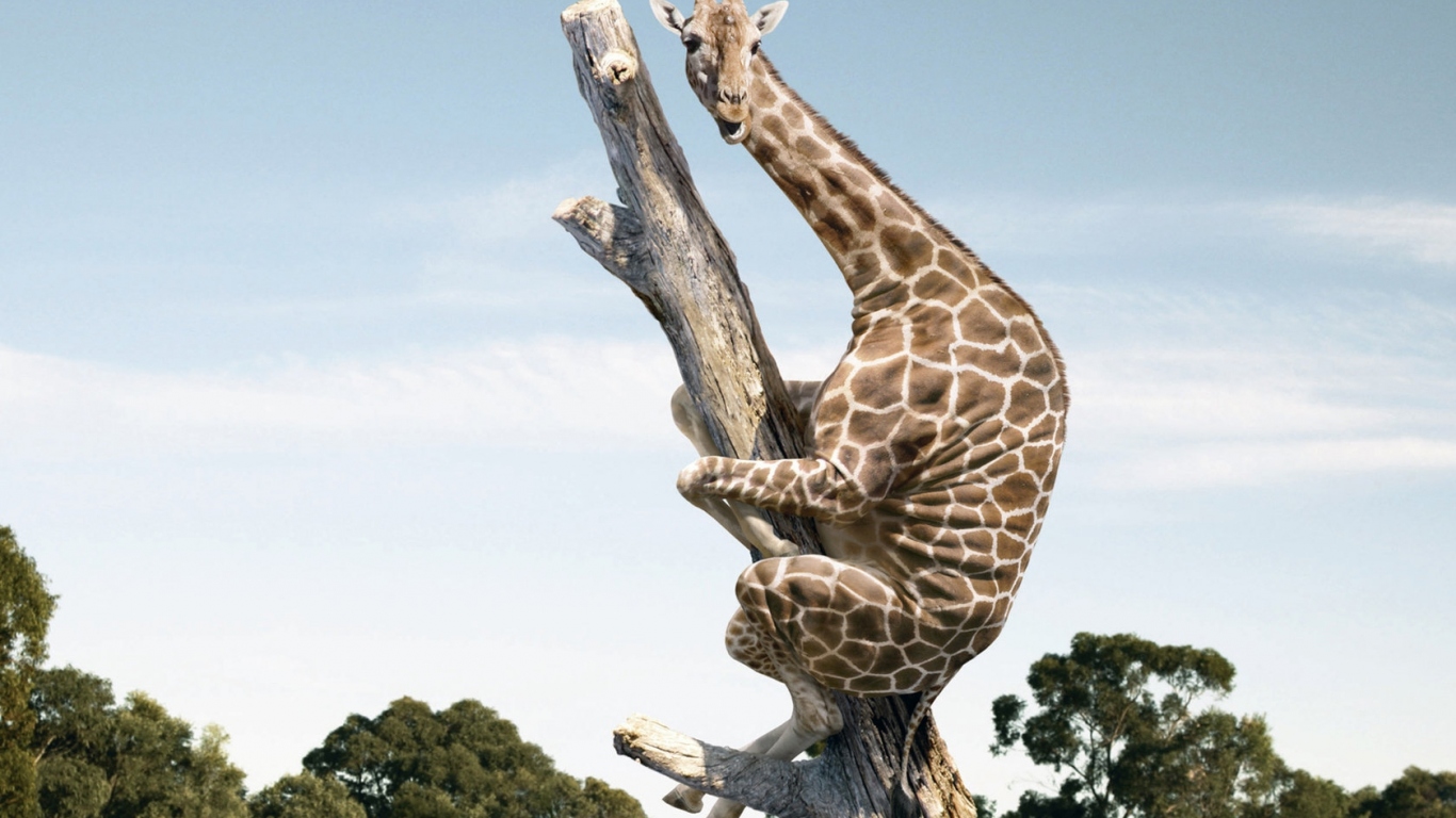 Испугавшийся жираф
