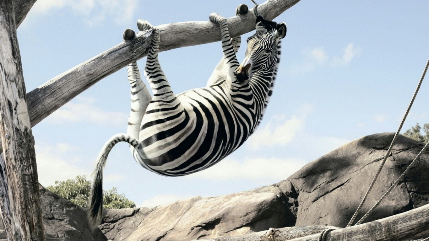 Зебра на ветке