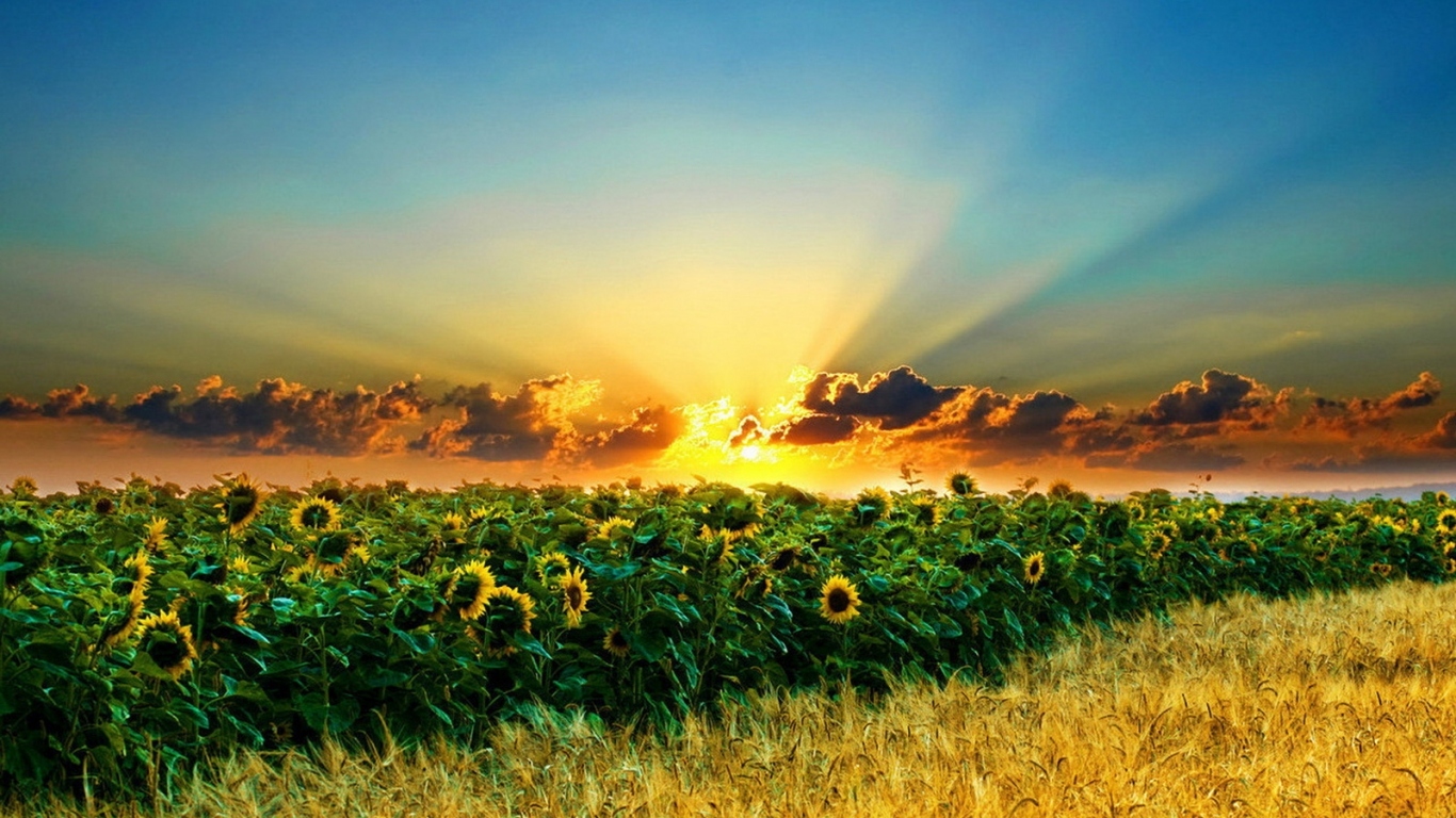 Поле подсолнухов и пшеницы