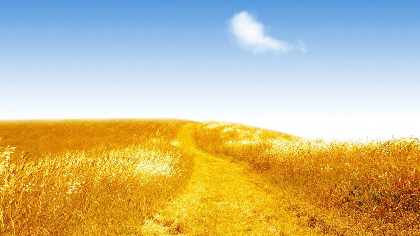 Золотистое поле