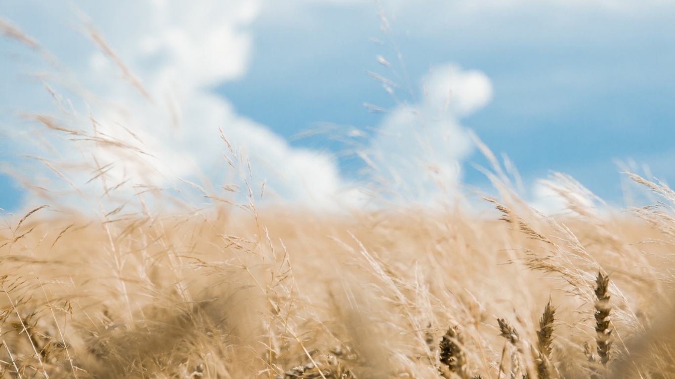 Хлебное поле