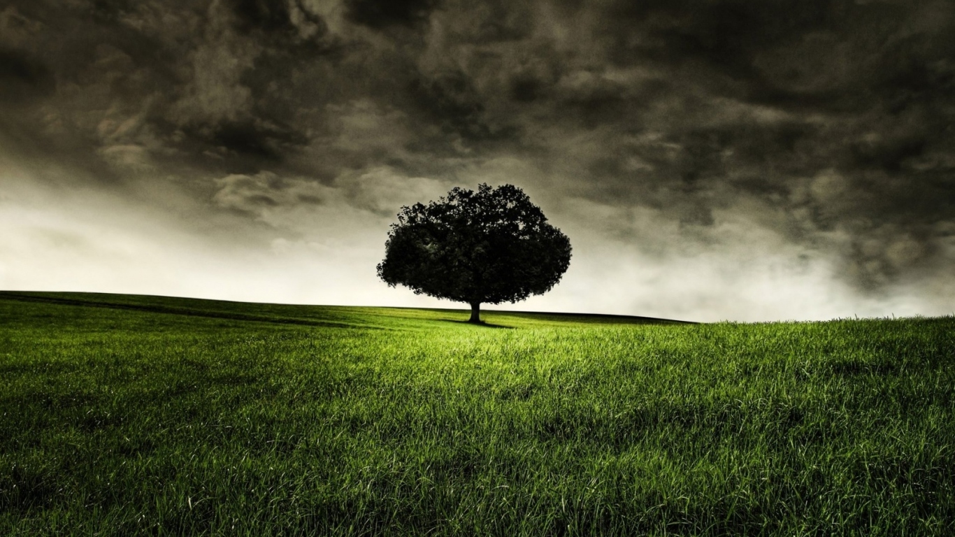 Запретное дерево Эдема