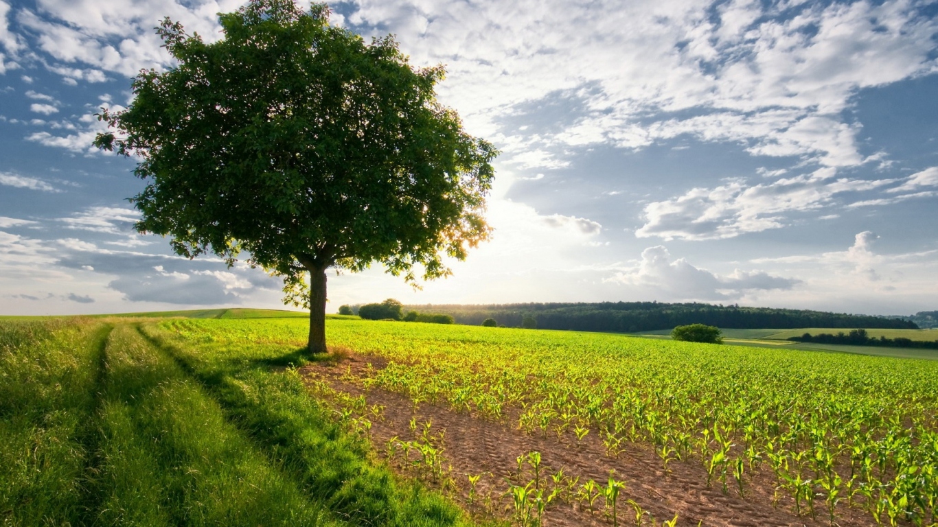 Дерево в поле