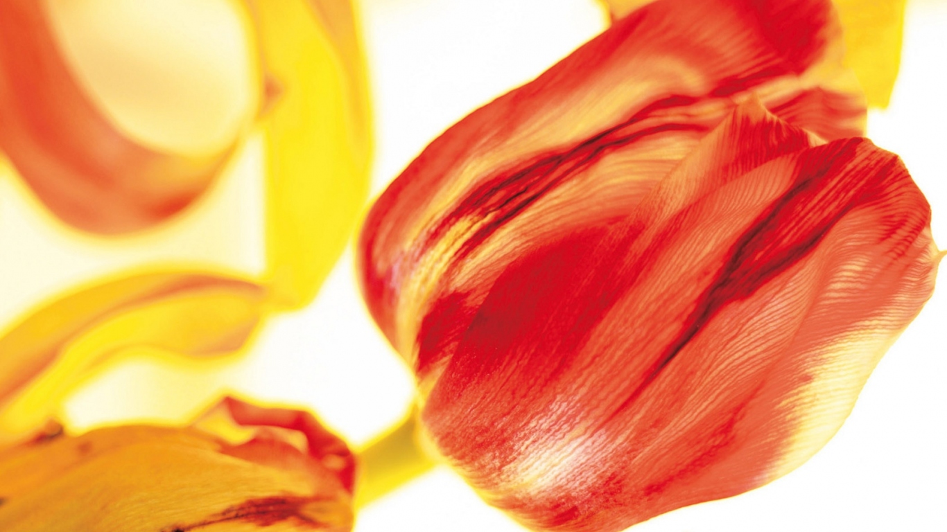 Красивые тюльпаны