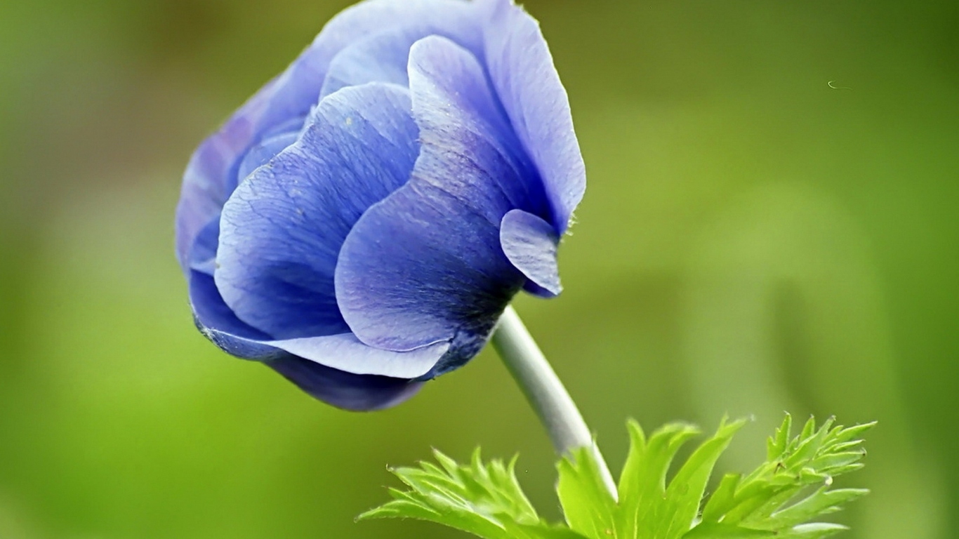 Голубой цветок