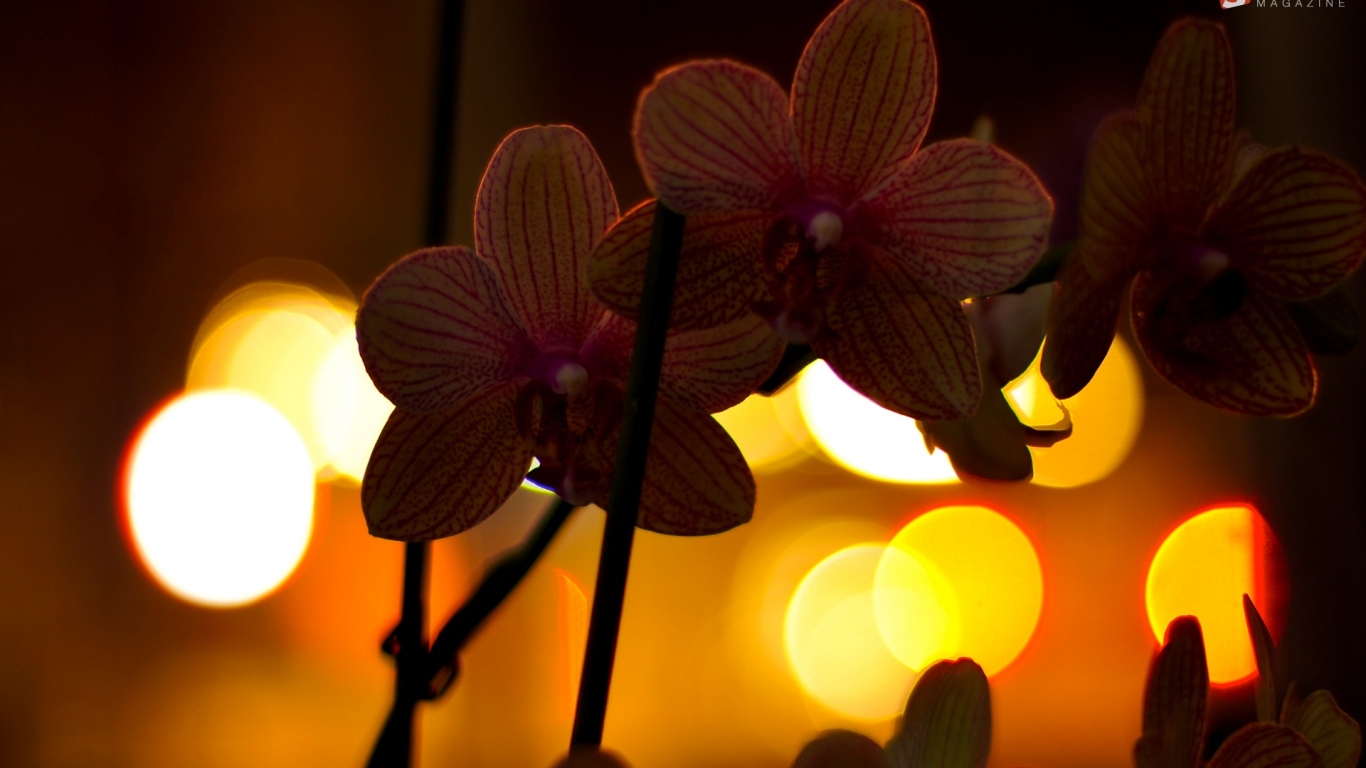 Цветы любимой